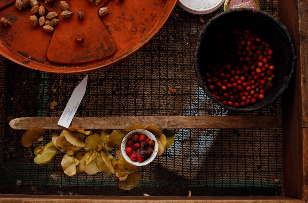 Vivero de Río Piedras