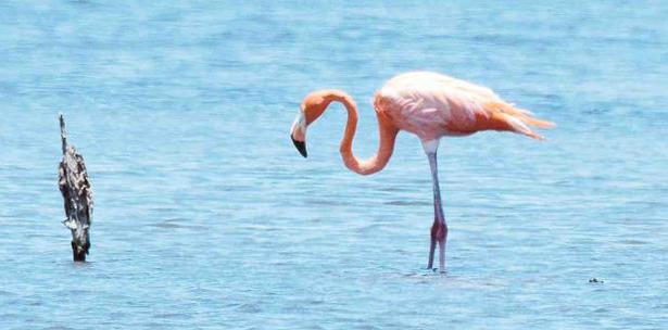 Pinky el flamenco de Camuy