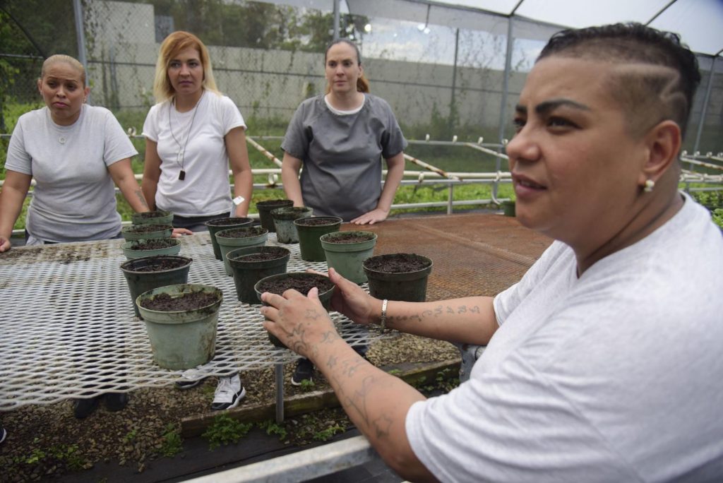 programa de siembra de girasoles en Bayamón