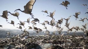 Birds scavenging the waste at Robinson Deep landfill