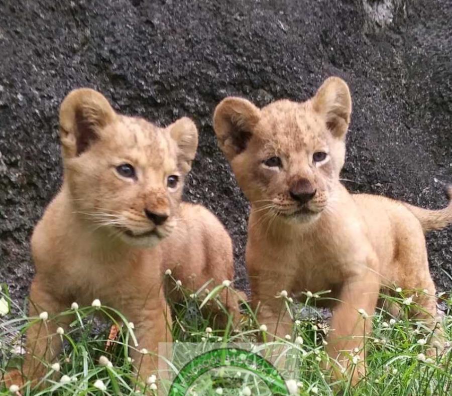 Chad Malawi cachorros leon zoologico