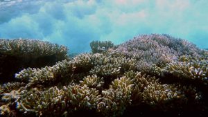 Coral Reefs