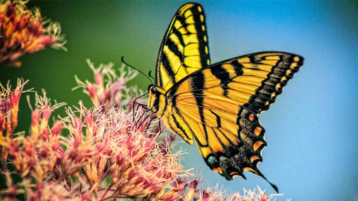 Insects butterfly