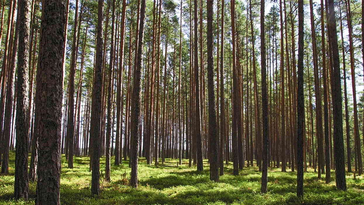 Wood Wide Web