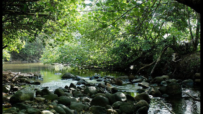 bosque