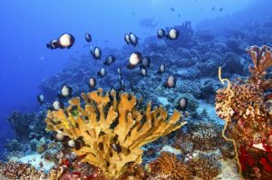 hawaii-coral-super-reefs-with-fish