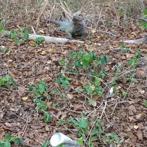 iguana de Mona