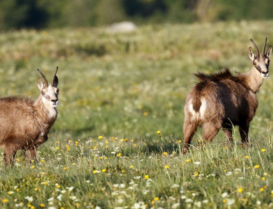 mamiferos herbivoros