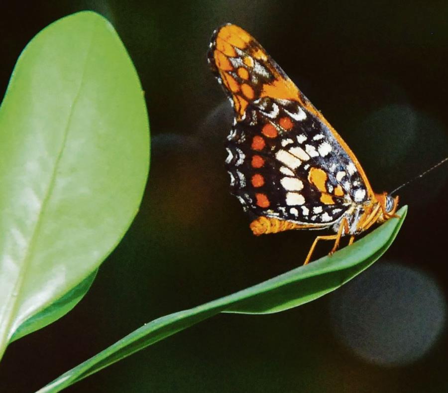 mariposa arlequin