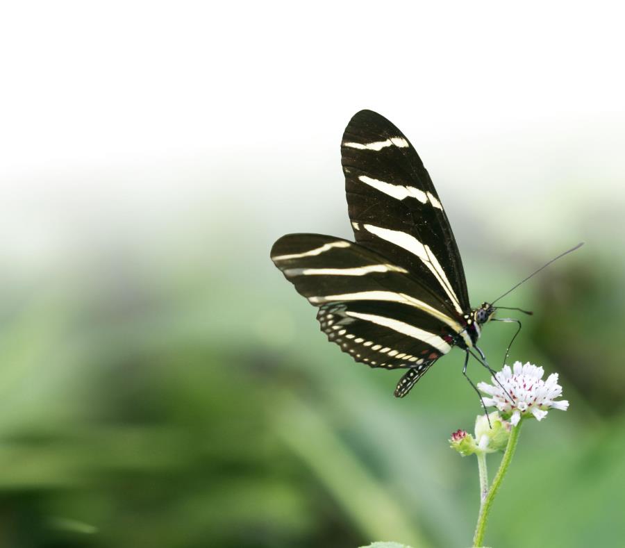 mariposa cebra nativa de Puerto Rico