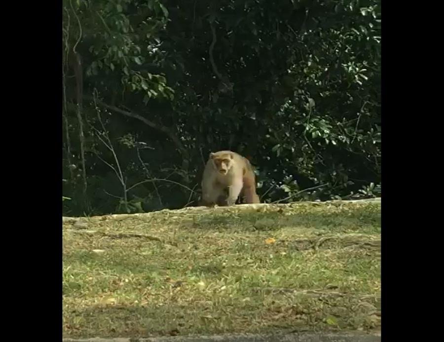monos trujillo