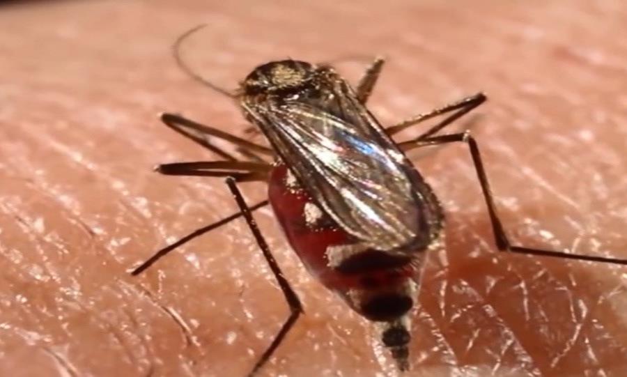 mosquito Aedes aegypti dengue