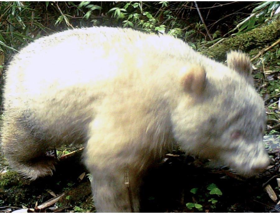 oso panda albino reserva China