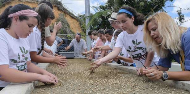 proyecto germinacion de la semilla del cafe