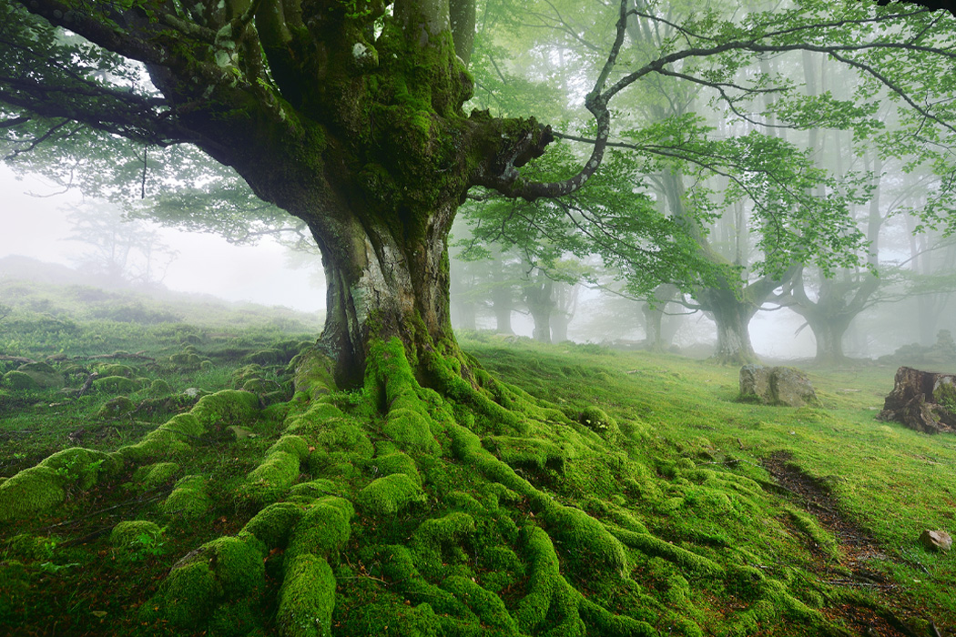 trees save lakes