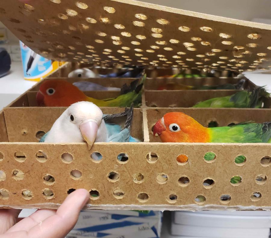 32 aves vivas en equipaje