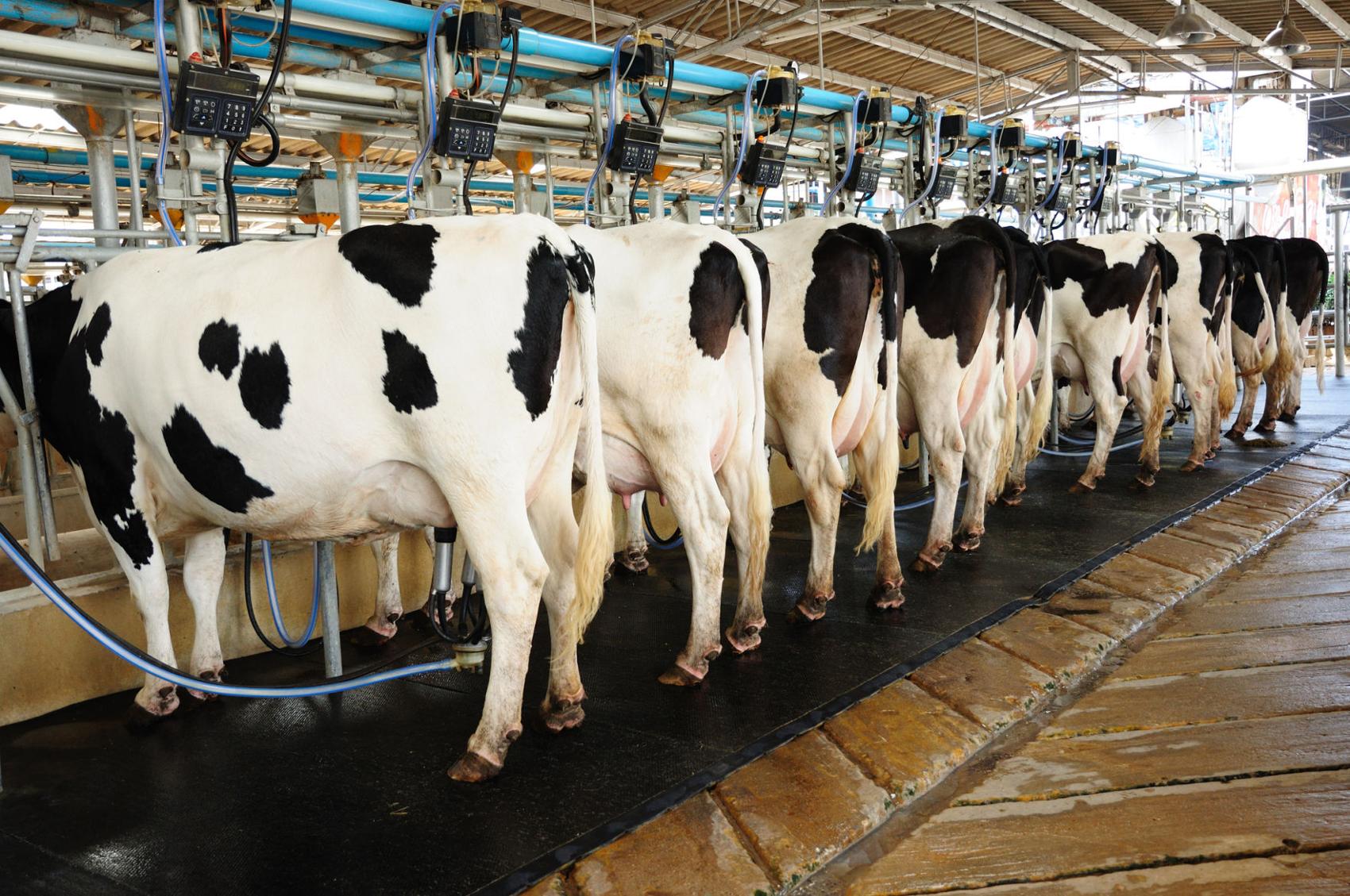 Ganaderos vacas