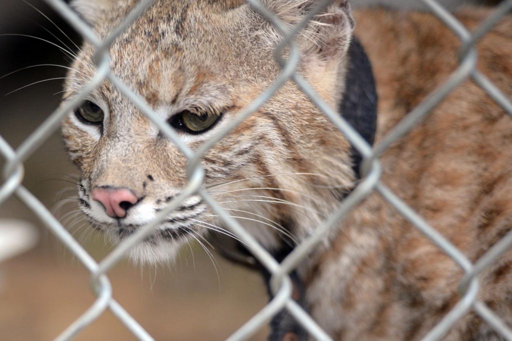 animales de especies exoticas