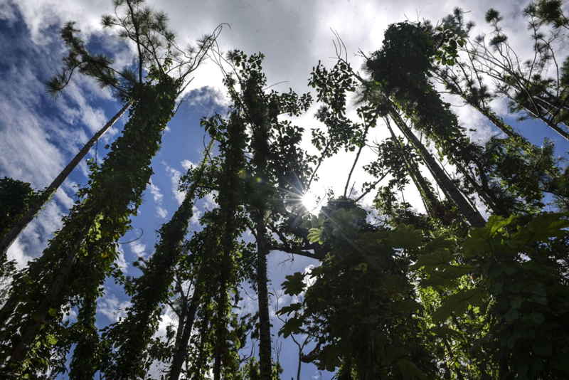 arboles bosque ambientales