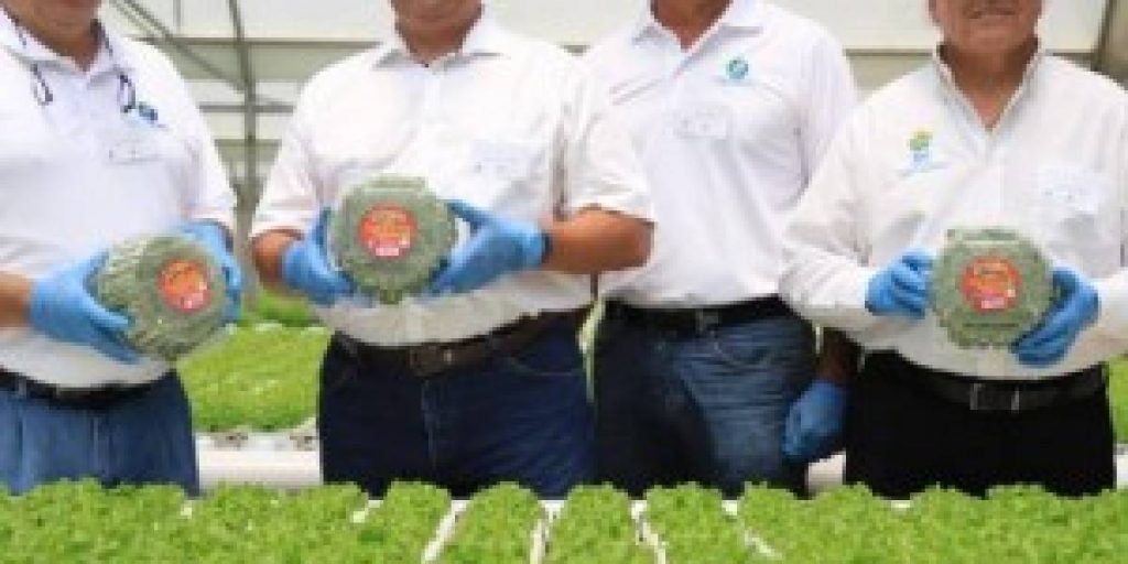 empleos agricolas en Ciales