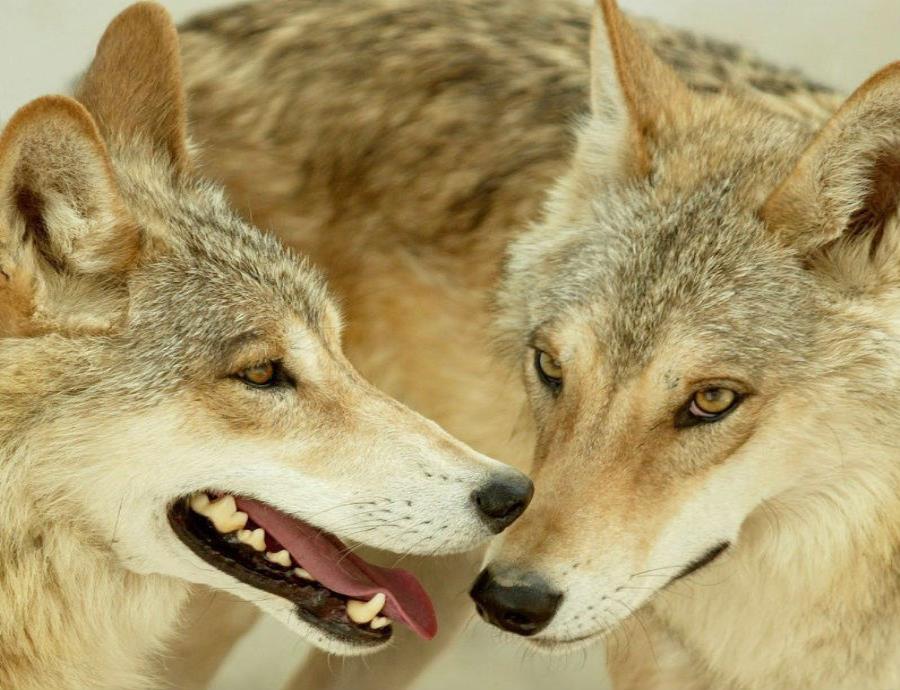 lobos de Chernobil