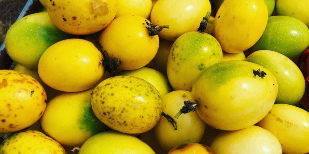 proyecto agroturistico Adjuntas Puerto Rico