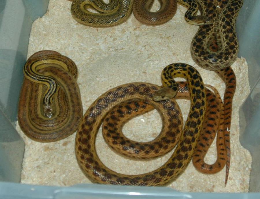 reptiles