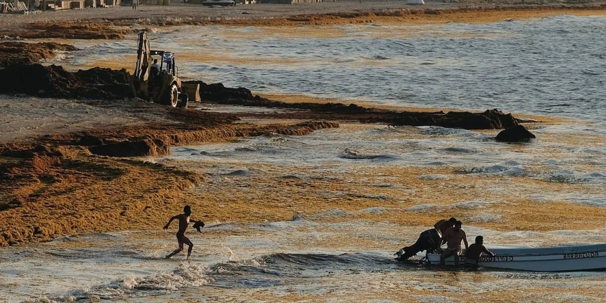 sargazo playas Mexico