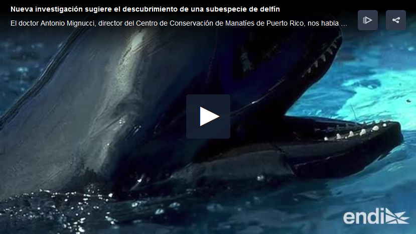 subespecie delfin