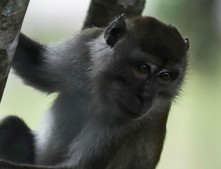 7 especies monos peligro extincion