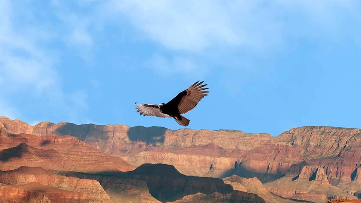 California Condor Gran Canyon