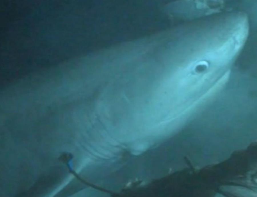 Hexanchus griseus tiburon de peinetas