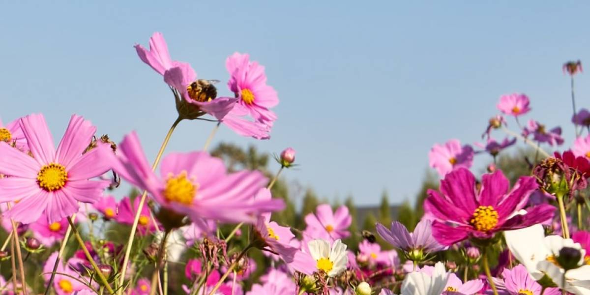 abejas