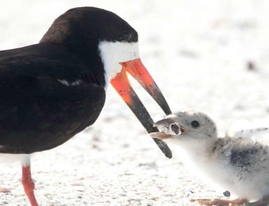 ave alimenta cria con colilla de cigarro