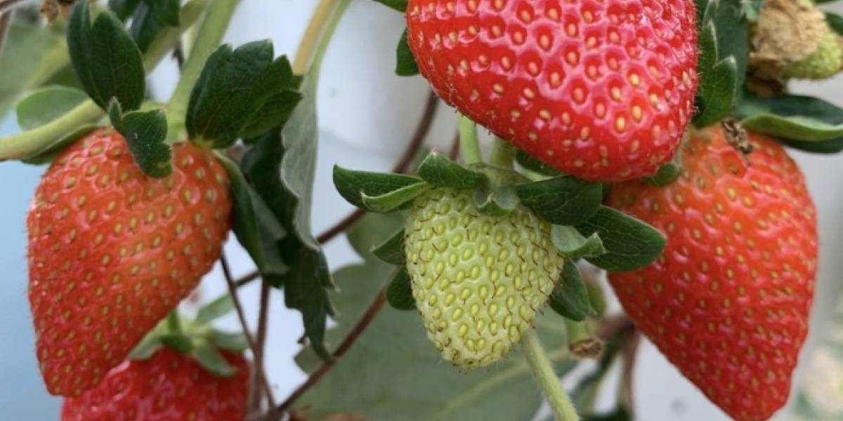 recogido de fresas