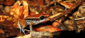 Caoba-Eleutherodactylus-richmondi2-Amphibians