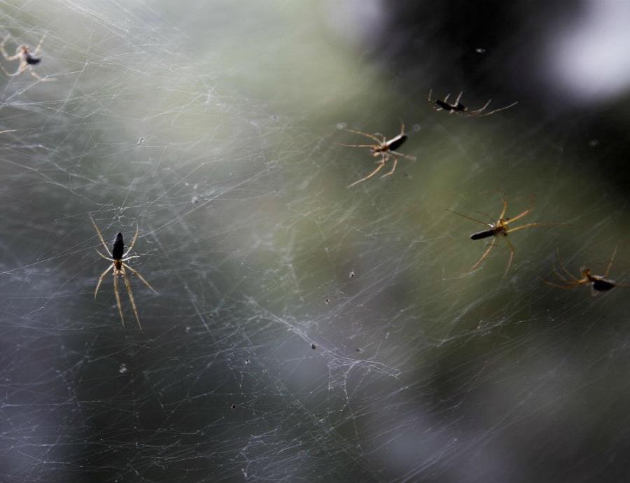 aranas Anelosimus studiosus