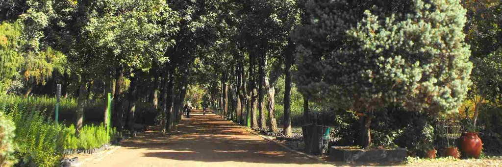 arboles sendero