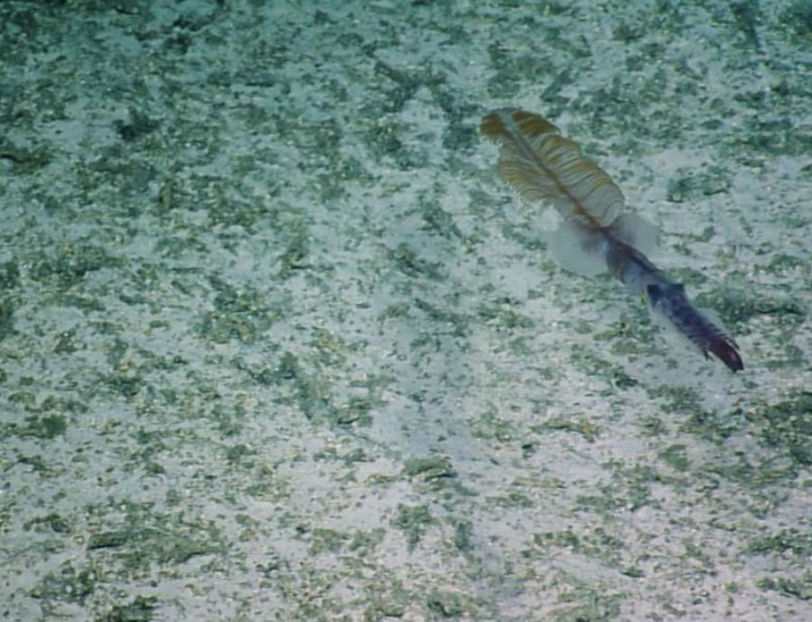 calamar A mangoldae