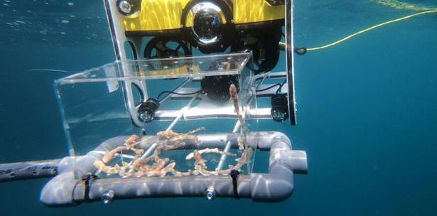 dron submarino para transportar crias de tiburon