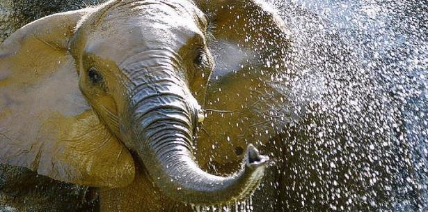 elefante zoologico
