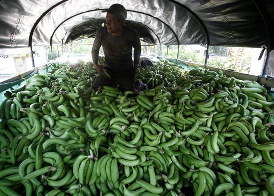 hongos en babaneras de Colombia