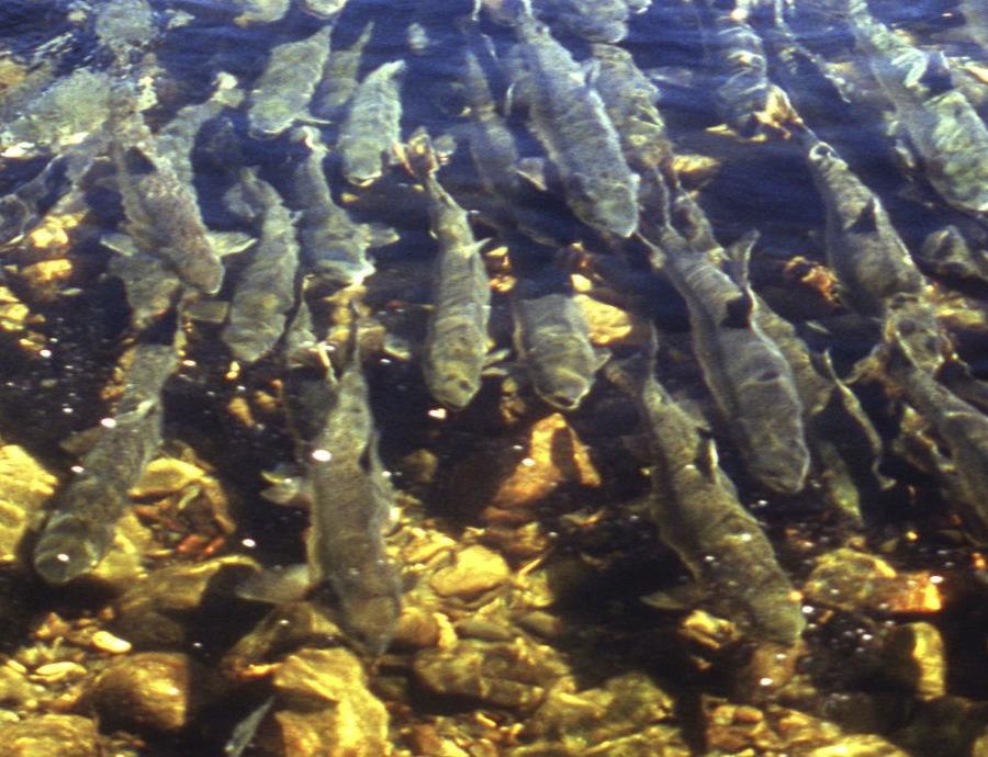 peces