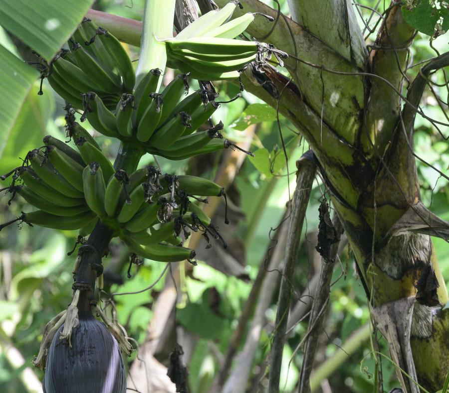 plantaciones de platanos y guineos