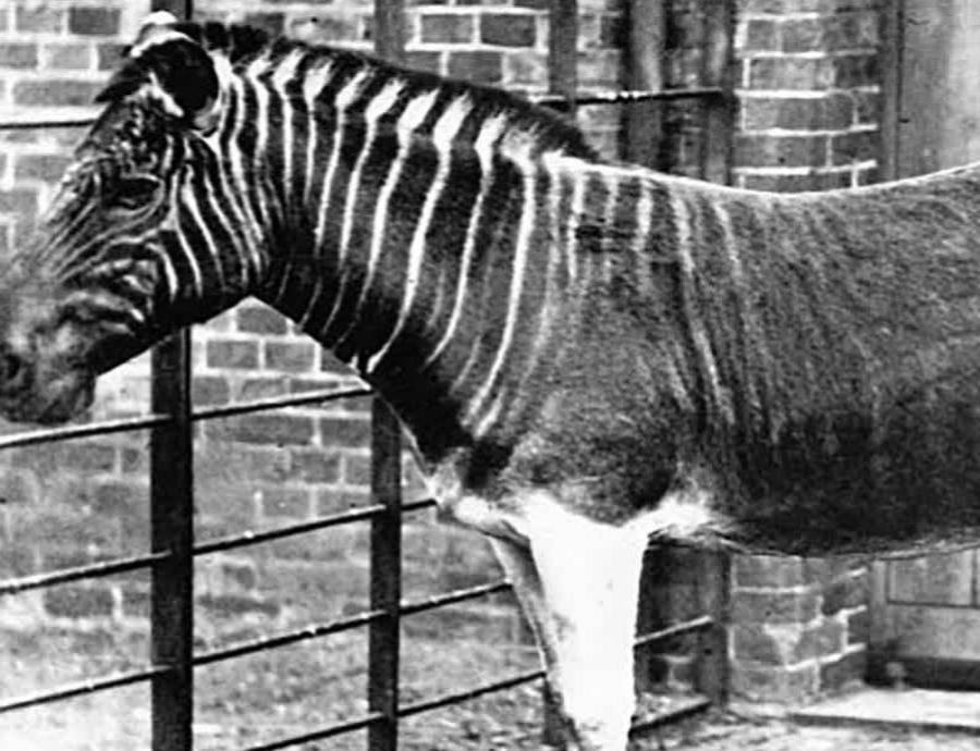 quagga un animal muy parecido a las cebras