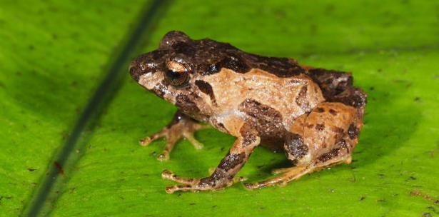 ranas descubiertas en Ecuador anfibio