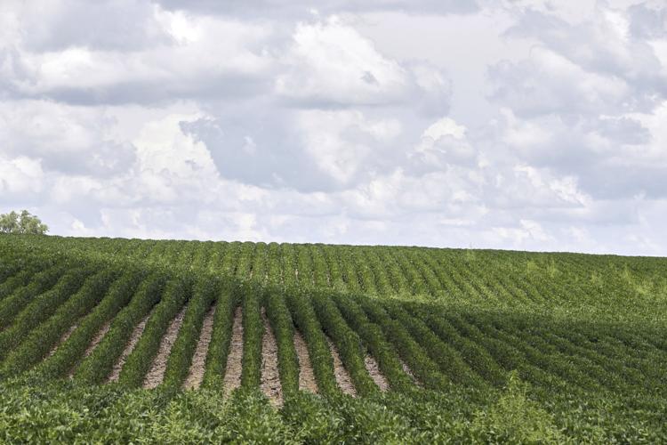 sembrio agricultura