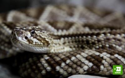 serpiente de cascabel