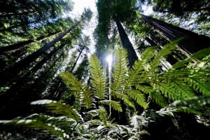 In The Redwood Forests Of Northern California