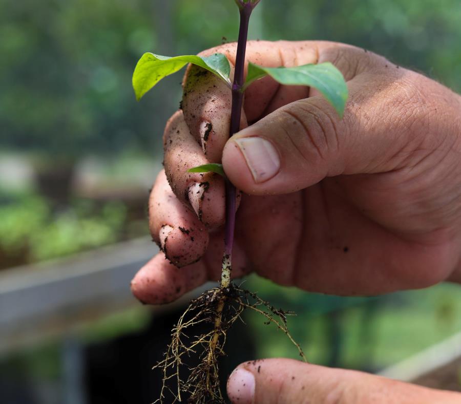 Para la Naturaleza reforestacion